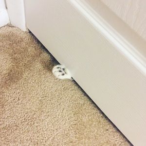 Meet your Posher, Ali